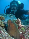 Morey and diver Royalty Free Stock Photo