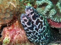 Morey eel Royalty Free Stock Photo