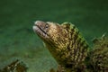 Morey eel-Gymnothorax kidako