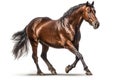 Morgan Horse On White Background. Generative AI