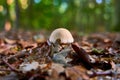 Mushroom in the forest Royalty Free Stock Photo