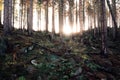 Morgens im Wald. Jahreszeit Herbst Royalty Free Stock Photo