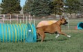 Morgie exiting tunnel at NADAC dog agility trial