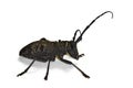 Morimus asper longhorn beetle