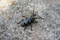 Morimus Funereus Beetle Bug - Gandac Croitor