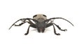 Morimus funereus beetle