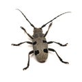 Morimus funereus beetle