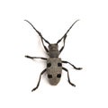 Morimus funereus beetle Royalty Free Stock Photo