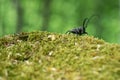 Morimus funereus, longhorn beetle in its natural habitat on a moss-covered log in a green spring forest Royalty Free Stock Photo