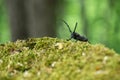 Morimus funereus, longhorn beetle in its natural habitat on a moss-covered log in a green spring forest Royalty Free Stock Photo