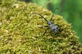 Morimus funereus, longhorn beetle in its natural habitat on a moss-covered log in a green spring forest Royalty Free Stock Photo