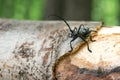 Morimus funereus, longhorn beetle in its natural habitat on a moss-covered log in a green spring forest Royalty Free Stock Photo