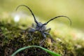 Morimus funereus, longhorn beetle in its natural habitat on a moss-covered log in a green spring forest