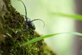 Morimus funereus, longhorn beetle in its natural habitat on a moss-covered log in a green spring forest Royalty Free Stock Photo