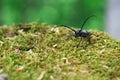 Morimus funereus, longhorn beetle in its natural habitat on a moss-covered log in a green spring forest Royalty Free Stock Photo