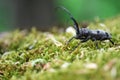 Morimus funereus, longhorn beetle in its natural habitat on a moss-covered log in a green spring forest Royalty Free Stock Photo