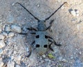 Morimus Funereus, Longhorn beetle Royalty Free Stock Photo
