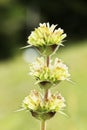 Morina longifolia flower Royalty Free Stock Photo