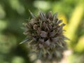 Morina longifolia whorlflower plant flower close up Royalty Free Stock Photo