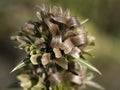 Morina longifolia whorlflower plant flower close up Royalty Free Stock Photo