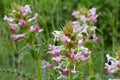 Morina longifolia, a wildflower Royalty Free Stock Photo