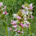 Morina longifolia, a wildflower Royalty Free Stock Photo