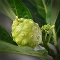 Morinda Citrifolia Royalty Free Stock Photo