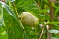 Morinda citrifolia Royalty Free Stock Photo