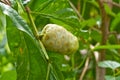 Morinda citrifolia