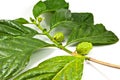 Morinda citrifolia