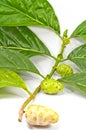 Morinda citrifolia