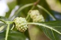 Morinda citrifolia fruit