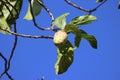 Cambodia. Morinda citrifolia. Battambang province. Royalty Free Stock Photo