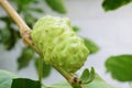 Morinda citrifolia Linn, Indian Mulberry