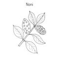 Morinda or Noni