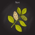 Morinda or Noni