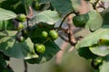 Morinda Species Tree with Fruits and Large Broad Leaves