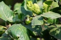 Morinda Species Tree with Fruits and Large Broad Leaves