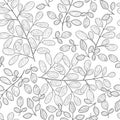 Moringa. Background, wallpaper, seamless. Sketch. Monophonic. On a white background. Royalty Free Stock Photo