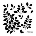 Moringa. Branch, leaves. Black silhouette on white background. S