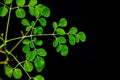 A Full Frame Image of A young Moringa Branch on a Black Background Royalty Free Stock Photo