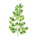 Moringa branch. Tropical tree foliage. Botanical art. Watercolour illustration isolated on white background.