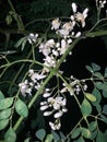 Moringa flower in the rain