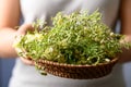 Moringa flowers in basket with hand, Edible flowers in Asian cuisine