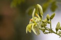 Moringa flowers blooming, revealing yellow pollen