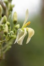 Moringa flowers blooming, revealing yellow pollen