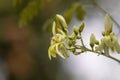 Moringa flowers blooming, revealing yellow pollen