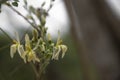 Moringa flowers blooming, revealing yellow pollen