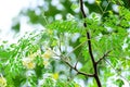 Moringa flowers blooming, revealing yellow pollen.