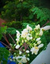 Moringa flowers in my garden